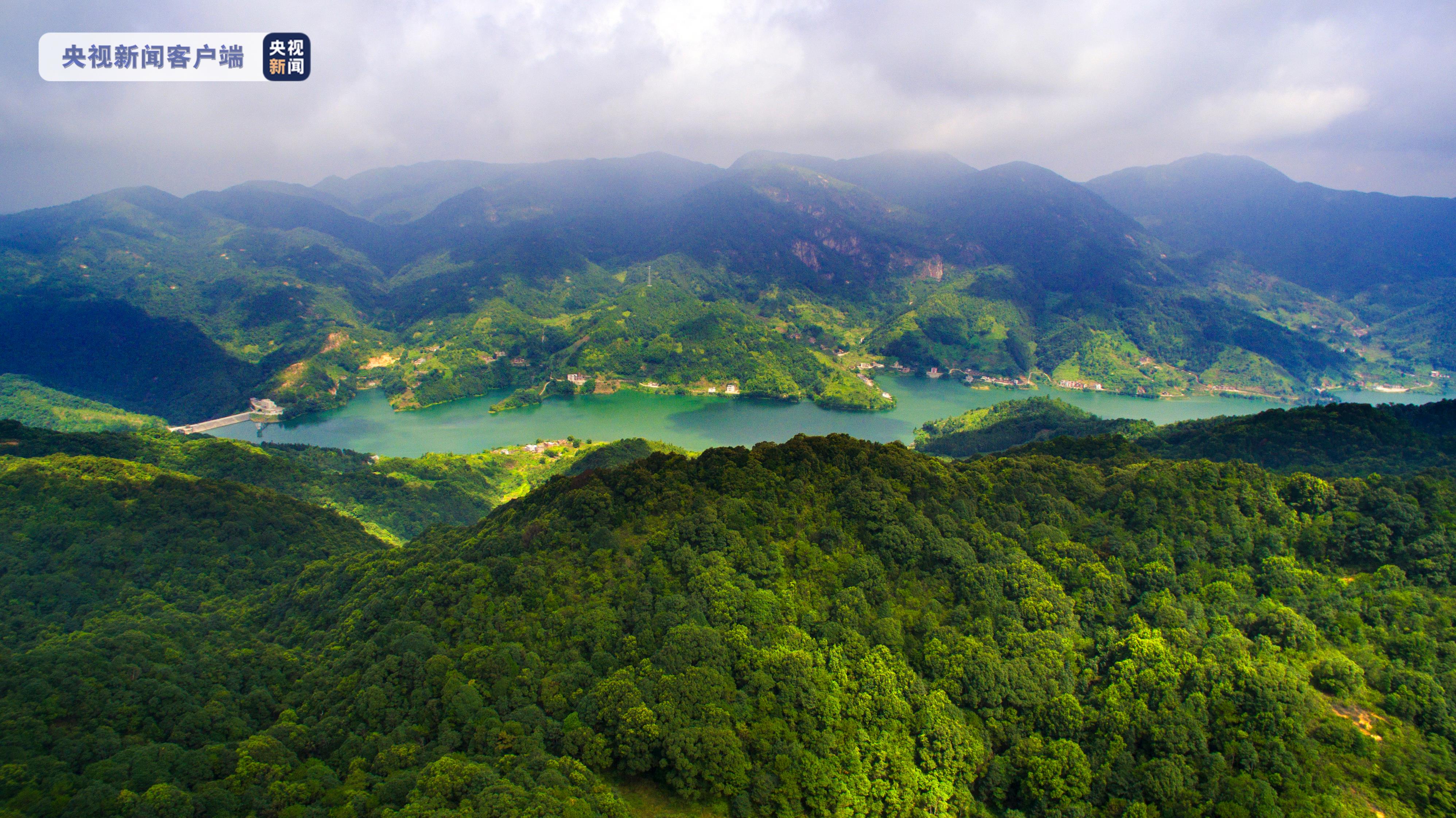 世界环境日丨广东：四十年森林覆盖率提升至近六成